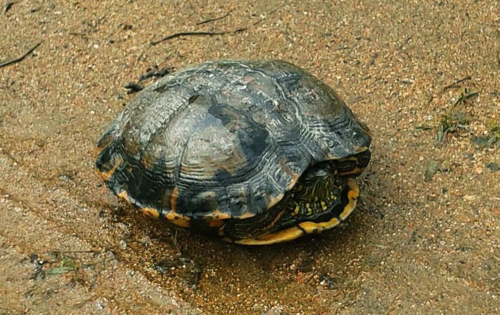 Pousada Signora Del Lago Sao Joao  Екстериор снимка